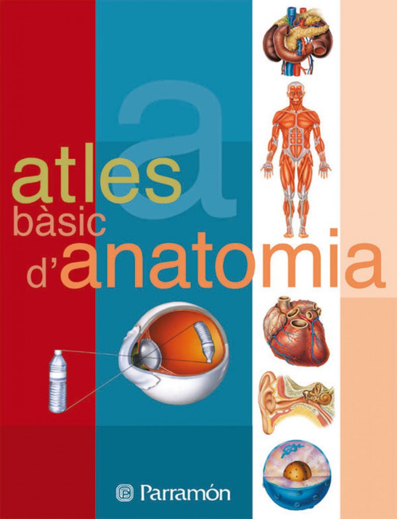 Anatomia