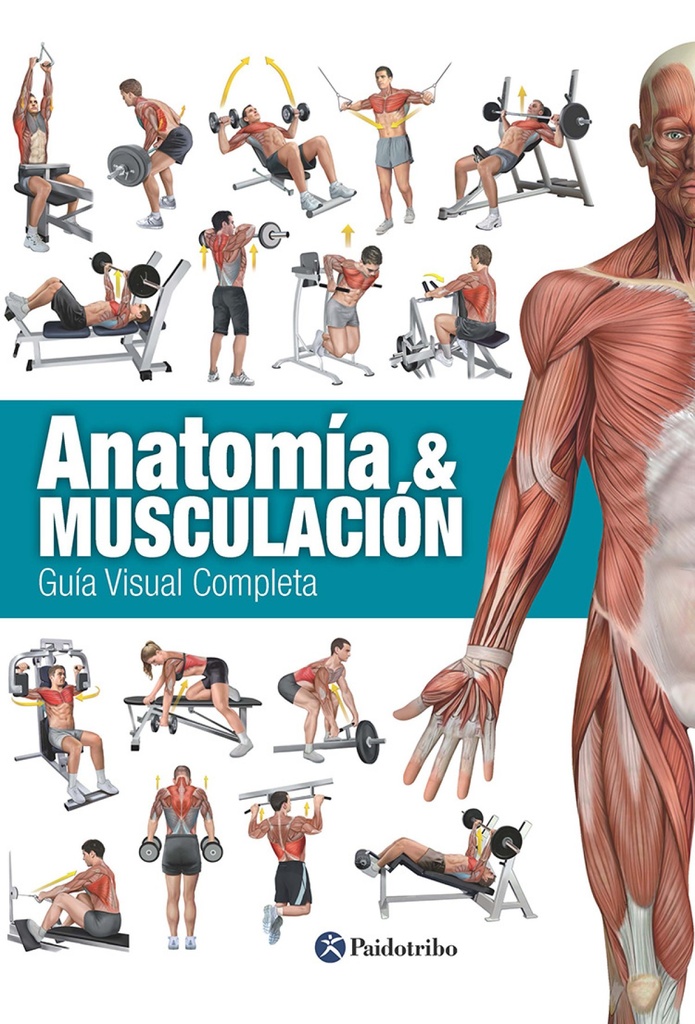 Anatomía &amp;musculación