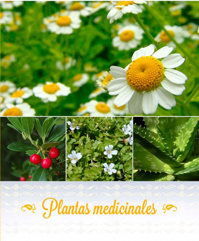 PLANTAS MEDICINALES