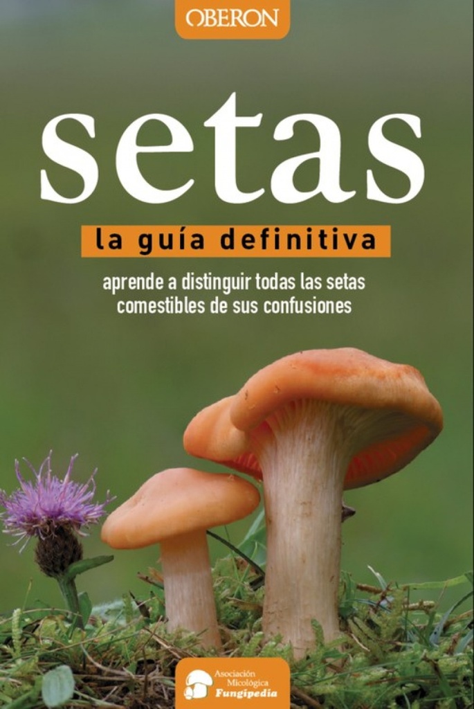 Setas, guía definitiva