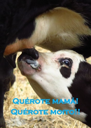 (Postal) Querote Mamá cuxiño