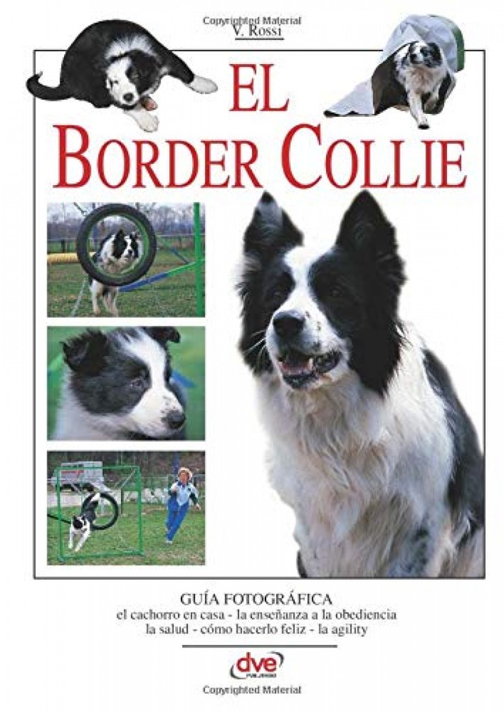 EL BORDER COLLIE