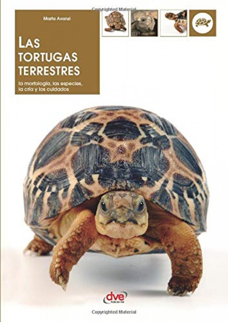 LAS TORTUGAS TERRESTRES