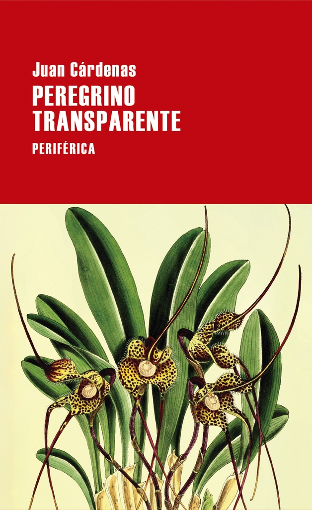 Peregrino transparente