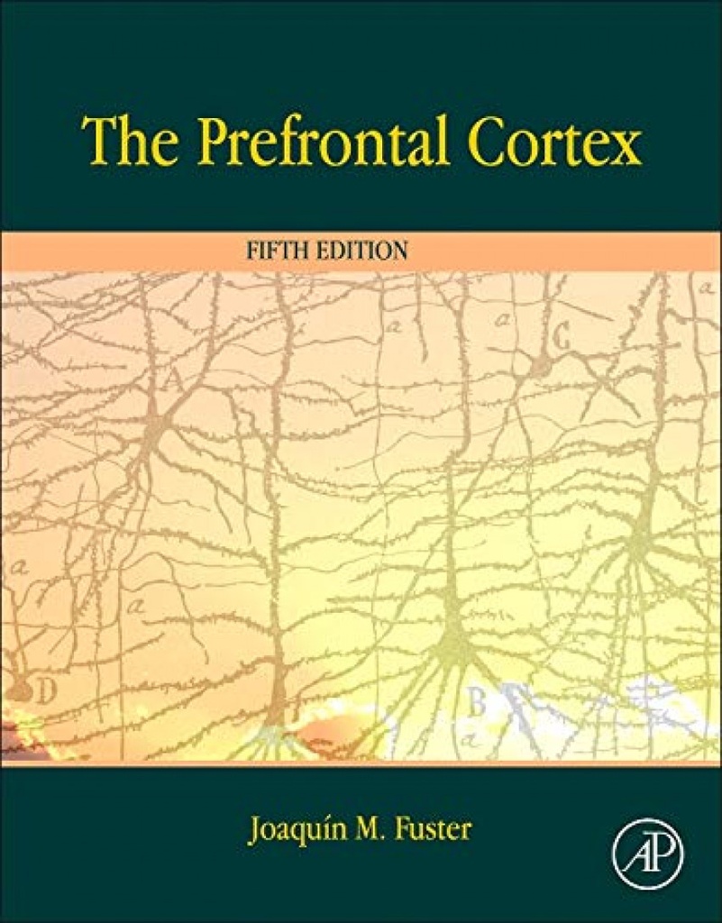 The prefrontal cortex