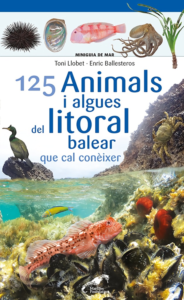 125 Animals i algues del litoral balear que cal conèixer