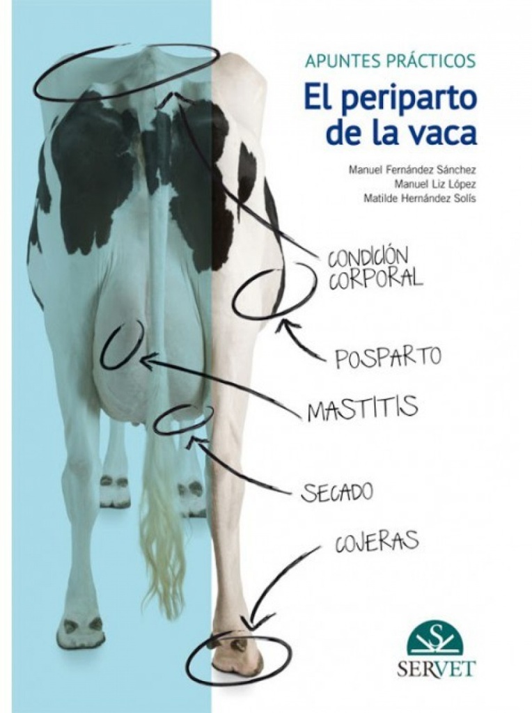 El periparto parto de la vaca