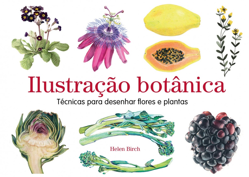 Ilustração botânica: técnicas para desenhar flores e plantas